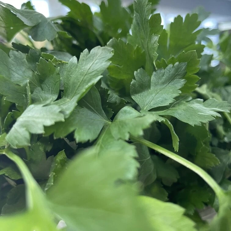 Green Market — це великий вибір свіжих продуктів